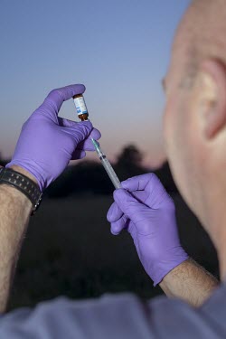 DEFRA field worker prepares bovine tuberculosis (btuberculosis) vaccine for badger human,vaccinate,vaccination,protection,science,BTB,bovine tb,tuberculosis,agriculture,Badger,Meles meles,Carnivores,Carnivora,Mammalia,Mammals,Chordates,Chordata,Weasels, Badgers and Otters,Mustelidae