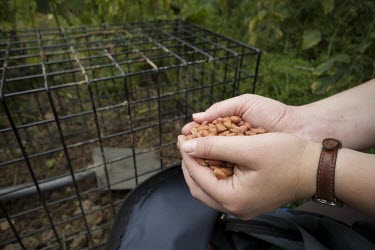 A cage trap is placed to catch a badger for bovine tuberculosis vaccination badger,mustelid,mustelids,mammal,mammals,vertebrate,vertebrates,terrestrial,fur,stripes,striped,stripy,nocturnal,foraging,forage,Meles meles,Badger,Carnivores,Carnivora,Mammalia,Mammals,Chordates,Chor
