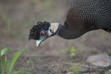 A southern crested guineafowl rooting for food on the banks of the Luvuvhu River Animalia,Chordata,Aves,Galliformes,Numididae,Guttera edouardi,Southern crested guineafowl,bird,birds,birdlife,avian,close up,shallow focus,face