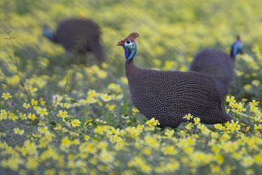 Helmeted guineafowl search for food amongst flowering devil's thorn game,guineafowl,fowl,tufted guineafowl,pattern,patterned,bird,birds,birdlife,avian,shallow focus,floral,field,meadow,flowers,pretty,Helmeted guineafowl,Numida meleagris,Gallinaeous Birds,Galliformes,C