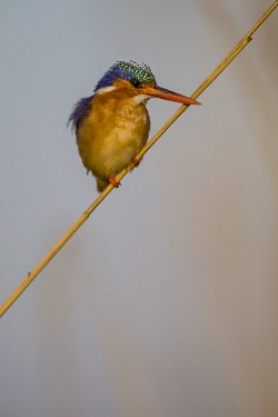 A malachite kingfisher perching on a reed stem in the middle of wetlands dove,bird,grey,plumage,shallow focus,branch,thornbush,thorn bush,thorns,looking at camera,profile,passerine,Namaqua dove,Oena capensis