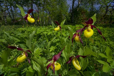 Lady's slipper orchids in flower in spring in woodland orchid,rare,Britain,UK,flower,flowers,petal,flora,plant,plantlife,vegetation,green background,meadow,green,yellow,Spring,woodland,habitat,Lady's slipper orchid,Cypripedium calceolus,Orchid Family,Orch