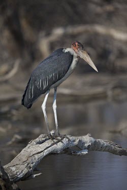 An adult marabou stork standing on a dead tree human,vaccinate,vaccination,protection,science,wash,decontaminate,clean,BTB,bovine tb,tuberculosis,agriculture,Badger,Meles meles,Leptoptilos crumeniferus,Marabou stork,Aves,Birds,Ciconiiformes,Herons