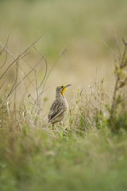 An adult cape longclaw in grassland badger trap,trap,UK,conflict,cage,BTB,bovine tb,tuberculosis,agriculture,Badger,Meles meles