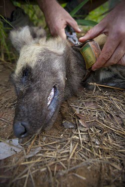 A researcher a radio collar from an adult male African wild dog killed by a snake bite wild dog,hunting dog,African hunting dog,canine,savannah,savanna,hunter,predator,carnivore,Africa,collar,tagged,tagging,monitoring,conservation,tranquilised,African wild dog,Lycaon pictus,Carnivores,C