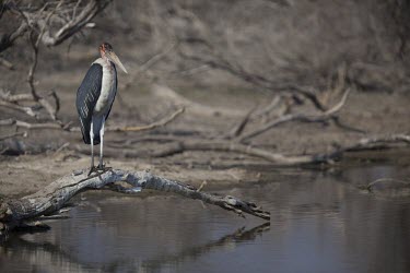 An adult marabou stork standing on a dead tree stork,storks,bird,water,lake,pond,ponds and lakes,perch,perched,perching,waiting,reflection,birds,birdlife,Marabou stork,Leptoptilos crumeniferus,Aves,Birds,Ciconiiformes,Herons Ibises Storks and Vult