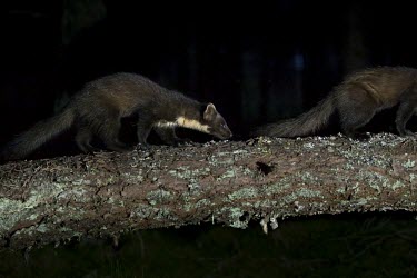 A pine marten following another along a fallen tree at night Neil Aldridge marten,carnivore,Europe,UK,Scotland,woodland,forest,pine,mustelid,tree,lichen,shallow focus,fallen tree,pine forest,pair,duo,Pine marten,Martes martes,Chordates,Chordata,Weasels, Badgers and Otters,Mustelidae,Carnivores,Carnivora,Mammalia,Mammals,MARTRE DES PINS,Marta,Broadleaved,Martes,Wildlife and Conservation Act,martes,Terrestrial,Animalia,Carnivorous,IUCN Red List,Least Concern