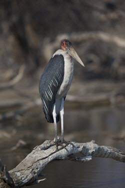 An adult marabou stork standing on a dead tree stork,storks,bird,water,lake,pond,ponds and lakes,perch,perched,perching,waiting,reflection,birds,birdlife,Marabou stork,Leptoptilos crumeniferus,Aves,Birds,Ciconiiformes,Herons Ibises Storks and Vult