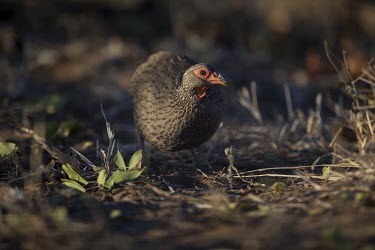 A Swainson's francolin rooting through leaf litter Swainson's spurfowl,Swainson's francolin,Animalia,Chordata,Aves,Galliformes,Phasianidae,Pternistis swainsonii,fowl,game,francolin,bill,eye,close up,shallow focus,plumage,brown,foraging,bird,birds,bird