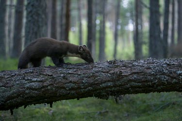 A pine marten standing on a fallen tree during marten,carnivore,Europe,UK,Scotland,woodland,forest,pine,mustelid,tree,lichen,shallow focus,fallen tree,pine forest,Pine marten,Martes martes,Chordates,Chordata,Weasels, Badgers and Otters,Mustelidae,