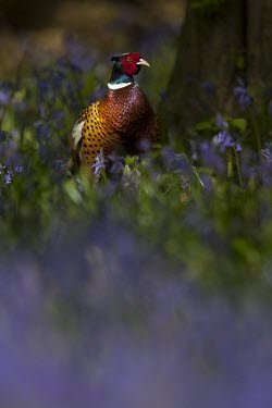 A male common or ring-necked pheasant standing amongst bluebells orchid,rare,Britain,UK,flower,flowers,petal,flora,plant,plantlife,vegetation,green background,meadow,green,yellow,Spring,woodland,habitat,Lady's slipper orchid,Cypripedium calceolus,Phasianus colchicu