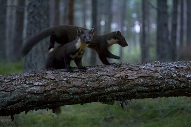 A pine marten leaping over another pine marten on a fallen tree badger trap,trap,UK,conflict,cage,release,BTB,bovine tb,tuberculosis,agriculture,Badger,Meles meles,Pine marten,Martes martes,Chordates,Chordata,Weasels, Badgers and Otters,Mustelidae,Carnivores,Carni