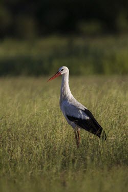 A white stork standing in grassland wild dog,hunting dog,African hunting dog,Africa,conservation,teacher,warden,human,education,learning,African wild dog,Lycaon pictus,White stork,Ciconia ciconia,Chordates,Chordata,Storks,Ciconiidae,Cic