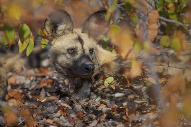 An adult African wild dog resting amongst mopane foliage wild dog,hunting dog,African hunting dog,canine,savannah,savanna,hunter,predator,carnivore,Africa,leaves,foliage,camouflage,resting,hidden,ears,canid,canids,African wild dog,Lycaon pictus,Carnivores,C