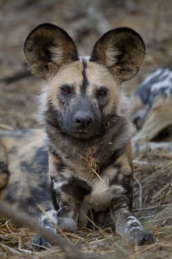 An adult African wild dog resting in forest lining the Limpopo River wild dog,hunting dog,African hunting dog,canine,savannah,savanna,hunter,predator,carnivore,Africa,profile,resting,ears,looking at camera,canid,canids,African wild dog,Lycaon pictus,Carnivores,Carnivor