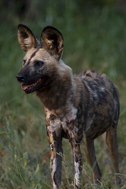 An adult African wild dog standing in late afternoon light wild dog,hunting dog,African hunting dog,canine,savannah,savanna,hunter,predator,carnivore,Africa,African wild dog,Lycaon pictus,Carnivores,Carnivora,Mammalia,Mammals,Chordates,Chordata,Dog, Coyote, W