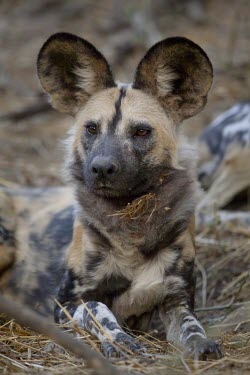 An adult African wild dog resting in forest lining the Limpopo River wild dog,hunting dog,African hunting dog,canine,savannah,savanna,hunter,predator,carnivore,Africa,tired,yawn,teeth,jaw,mouth,African wild dog,Lycaon pictus,Carnivores,Carnivora,Mammalia,Mammals,Chorda