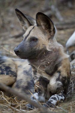 An adult African wild dog resting in forest lining the Limpopo River wild dog,hunting dog,African hunting dog,canine,savannah,savanna,hunter,predator,carnivore,Africa,profile,resting,ears,canid,canids,African wild dog,Lycaon pictus,Carnivores,Carnivora,Mammalia,Mammals