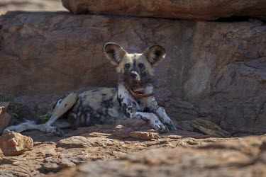 An adult African wild dog wearing a radio collar resting amongst rocks wild dog,hunting dog,African hunting dog,canine,savannah,savanna,hunter,predator,carnivore,Africa,collar,tagged,tagging,monitoring,conservation,resting,shade,canid,canids,African wild dog,Lycaon pictu