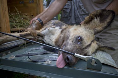 Vets and researchers carry out a health check on an African wild dog wild dog,hunting dog,African hunting dog,canine,savannah,savanna,hunter,predator,carnivore,Africa,tagged,tagging,monitoring,conservation,tranquiliser,asleep,sleeping,human,canid,canids,African wild do