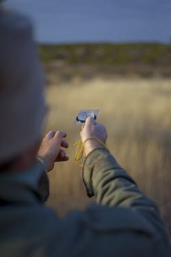 A researcher plotting the position of an African Wild Dog pack using a compass savannah,savanna,Africa,conservation,monitoring,tracks,tracking,compass,warden,human,African wild dog,Lycaon pictus,Carnivores,Carnivora,Mammalia,Mammals,Chordates,Chordata,Dog, Coyote, Wolf, Fox,Cani