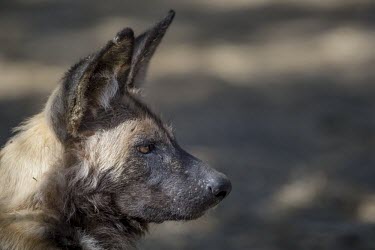 Profile of the face an adult African wild dog in forest savannah,savanna,Africa,conservation,monitoring,tracks,tracking,radio tracking,warden,human,wild dog,hunting dog,African hunting dog,canine,hunter,predator,carnivore,bush,African wild dog,Lycaon pictu
