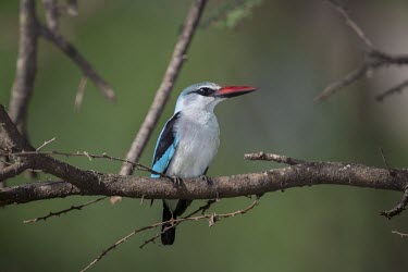 A woodland kingfisher (Halcyon senegalensis) perching in woodland human,vaccinate,vaccination,protection,science,BTB,bovine tb,tuberculosis,agriculture,Badger,Meles meles