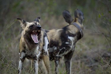 Two adult African wild dogs preparing to set out on a hunt wild dog,hunting dog,African hunting dog,canine,savannah,savanna,hunter,predator,carnivore,Africa,tagged,tagging,monitoring,conservation,dart,tranquiliser,asleep,sleeping,human,canid,canids,African wi