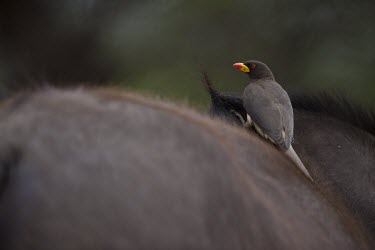 A yellow-billed oxpecker perching on the back of an African buffalo (Syncerus caffer) oxpecker,bird,hitchhiker,insectivore,cleaner,grooming,feeding,relationship,buffalo,shallow focus,birds,birdlife,Yellow-billed oxpecker,Buphagus africanus