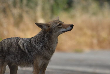 A coyote looking ahead, catching the scent of something in the air canine,wild dog,snout,coat,fur,pelt,close up,shallow focus,dog,dogs,Coyote,Canis latrans,Mammalia,Mammals,Dog, Coyote, Wolf, Fox,Canidae,Carnivores,Carnivora,Chordates,Chordata,prairie wolf,brush wolf