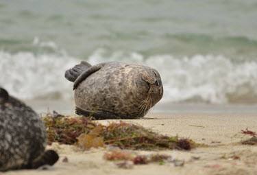 A common seal resting on the beach coastal,seal,seals,mammal,mammals,marine,marine life,marine mammal,marine mammals,ocean,oceans,Pacific,pinnipeds,pinniped,sea,sea life,sleep,asleep,sleeping,snooze,tired,nap time,close up,face,snout,w