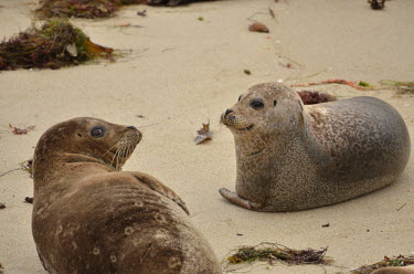 Two common seals resting on the beach coastal,seal,seals,mammal,mammals,marine,marine life,marine mammal,marine mammals,ocean,oceans,Pacific,pinnipeds,pinniped,sea,sea life,close up,face,snout,whiskers,shore,beach,Common seal,Phoca vituli