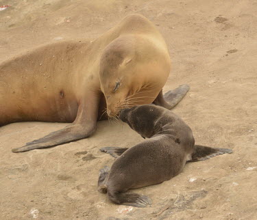 Mother and pup California sea lions snoozing on the beach coastal,eared seals,mammal,mammals,marine,marine life,marine mammal,marine mammals,ocean,oceans,Pacific,pinnipeds,pinniped,sea,sea life,sea lion,pup,young,juvenile,baby,parent,parenthood,mother,mother