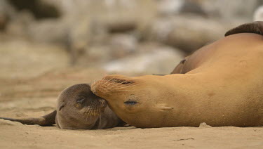 Mother and pup sea lions snoozing on the beach coastal,eared seals,mammal,mammals,marine,marine life,marine mammal,marine mammals,ocean,oceans,Pacific,pinnipeds,pinniped,sea,sea life,sea lion,pup,young,juvenile,baby,parent,parenthood,mother,mother