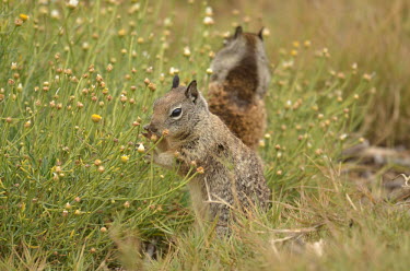 California ground squirrels foraging California ground squirrel,squirrel,Animalia,Chordata,Mammalia,Rodentia,Sciuridae,Otospermophilus beecheyi,squirrels,ground squirrels,rodent,rodents,feeding,grazing,foraging,grass,field,meadow,mammal,