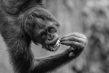 A Sumatran orangutan grinning at the camera orangutan,ape,great ape,apes,great apes,primate,primates,jungle,jungles,forest,forests,rainforest,hominidae,hominids,hominid,Asia,fur,hair,black and white,mammal,mammals,vertebrate,vertebrates,arborea
