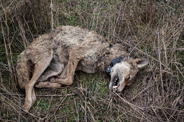 A radio-collared grey wolf laying dead after it was killed by dogs predator,carnivore,canine,wolf,wolves,hunter,canidae,canis,dog,dead,victim,prey,attack,hunted,radio-collar,radio,collared,persecution,Grey wolf,Canis lupus,Dog, Coyote, Wolf, Fox,Canidae,Chordates,Cho