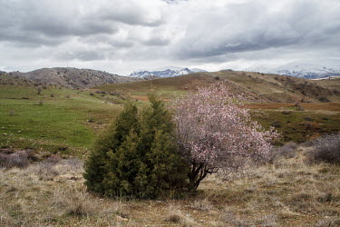 A wild pear tree and juniper growing in the landscape of Armenia tree,trees,plant,plantlife,flora,foliage,leaves,landscape,habitat,valley,grassland,fields,field,pink,wild,pear tree,Anthophyta,Magnoliopsida,Rosales,Rosaceae,Pyrus,juniper,Plantae,Tracheophyta,Conifer