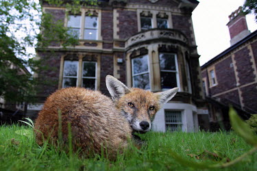 Red fox sat in a city garden during the day dog,dogs,carnivore,Europe,fox,mammal,mammals,red fox,urban,vulpes,wild dog,UK,face,close up,shallow focus,portrait,snout,looking at camera,house,town,city,cities,habitat,Red fox,Vulpes vulpes,Chordate