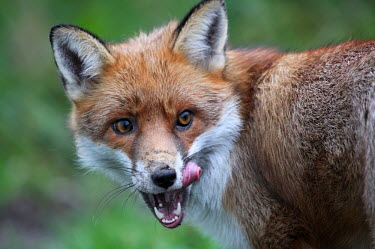 Red fox licking its lips dog,dogs,carnivore,Europe,fox,mammal,mammals,red fox,urban,vulpes,wild dog,UK,face,close up,mouth,teeth,tongue,lick,shallow focus,portrait,Red fox,Vulpes vulpes,Chordates,Chordata,Mammalia,Mammals,Car