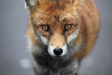 Close up portrait of a red fox dog,dogs,carnivore,Europe,fox,mammal,mammals,red fox,urban,vulpes,wild dog,UK,face,close up,shallow focus,portrait,snout,looking at camera,Red fox,Vulpes vulpes,Chordates,Chordata,Mammalia,Mammals,Car