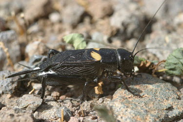 Close up of a grasshopper, Gryllus bimaculatus species Gryllus bimaculatus,insect,insects,invertebrate,invertebrates,Animalia,Arthropoda,Insecta,Orthoptera,macro,close up,athropods,terrestrial,grasshopper