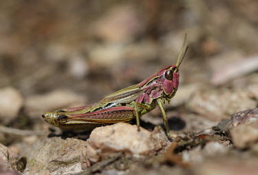 Close up of a grasshopper, Pseudochorthippus parallelus species Pseudochorthippus parallelus,insect,insects,invertebrate,invertebrates,Animalia,Arthropoda,Insecta,Orthoptera,macro,close up,athropods,terrestrial,grasshopper,pink,sunburn,sunburnt