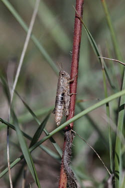 Close up of a grasshopper, Pezotettix giornae species Pezotettix giornae,insect,insects,invertebrate,invertebrates,Animalia,Arthropoda,Insecta,Orthoptera,macro,close up,athropods,terrestrial,grasshopper