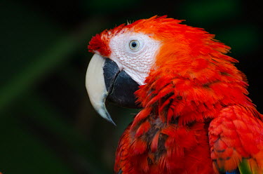 Scarlet macaw profile birds,macaws,parrots,parrot,macaw,colourful,colour,red,bill,bright,eye,head,face,close-up,close up,feather,feathers,Scarlet macaw,Ara macao,Parrots,Psittaciformes,Chordates,Chordata,Aves,Birds,Parakee
