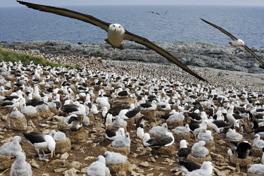 Black-browed albatross adult flying over large colony bird,birds,birdlife,nesting,nests,nest,chicks,chick,young,baby,parent,parents,parenthood,beach,coast,coastline,flying,fly,in flight,colony,albatrosses,Black-browed albatross,Diomedea melanophris,Thala