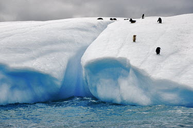 Iceberg with chinstrap penguins iceberg,ice,snow,cold,snowy,cold weather,winter,Christmas,freezing,frozen,landscape,habitat,climate change,global warming,penguins,penguin,bird,birdlife,Chinstrap penguin,Pygoscelis antarcticus,Spheni