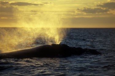 Southern right whale exhaling at surface Adult,Eubalaena australis,Southern right whale,Chordates,Chordata,Cetacea,Whales, Dolphins, and Porpoises,Right Whales,Balaenidae,Mammalia,Mammals,Ballena Franca,Baleine Australe,Atlantic,Cetartiodact