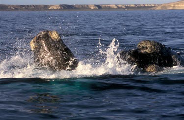 Southern right whale female and calf, teaching or protective behaviour Survival Adaptations,Social behaviour,Adult,How does it live ?,Juvenile,Adult Female,Eubalaena australis,Southern right whale,Chordates,Chordata,Cetacea,Whales, Dolphins, and Porpoises,Right Whales,Ba