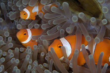 Common clownfish sharing an anemone anemonefish,anemone fish,clown fish,fish,vertebrates,water,underwater,aquatic,marine,marine life,sea,sea life,ocean,oceans,sea creature,sea anemone,anemone,cnidarian,tentacles,habitat,home,shelter,rel